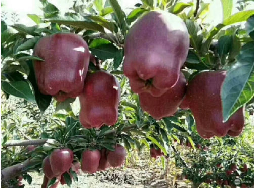 红色花牛苹果