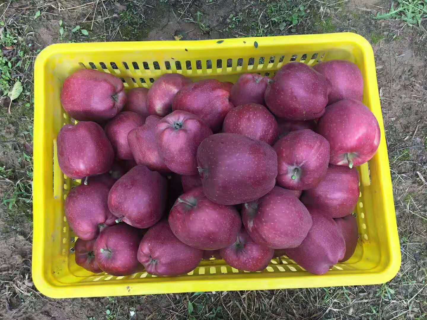 筐子里的花牛苹果