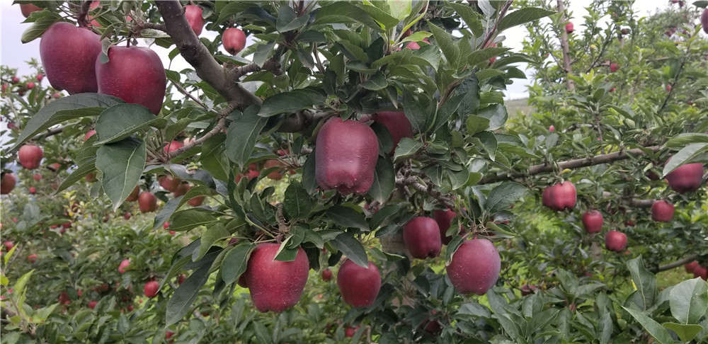 苹果树地