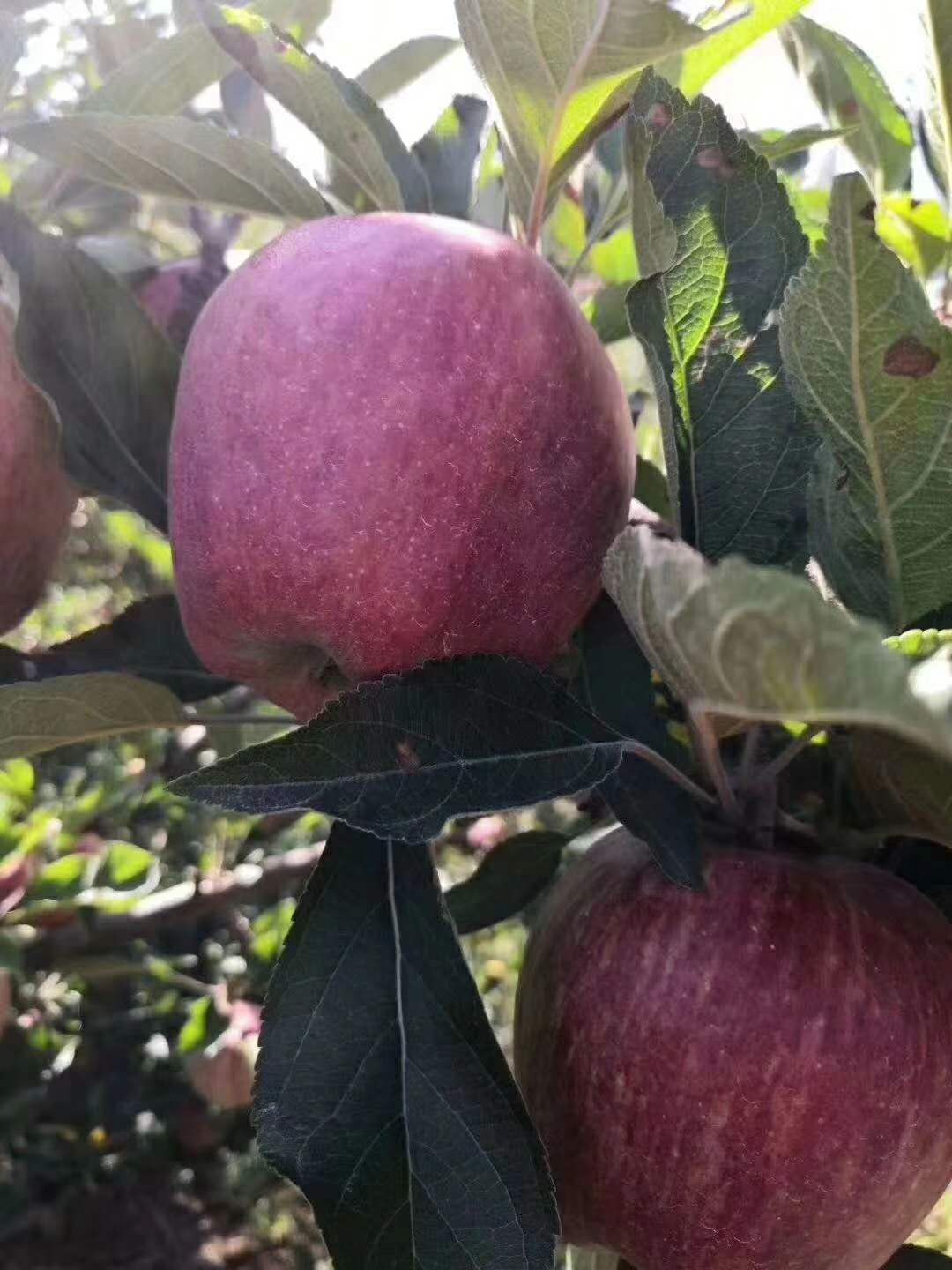 树上的花牛苹果