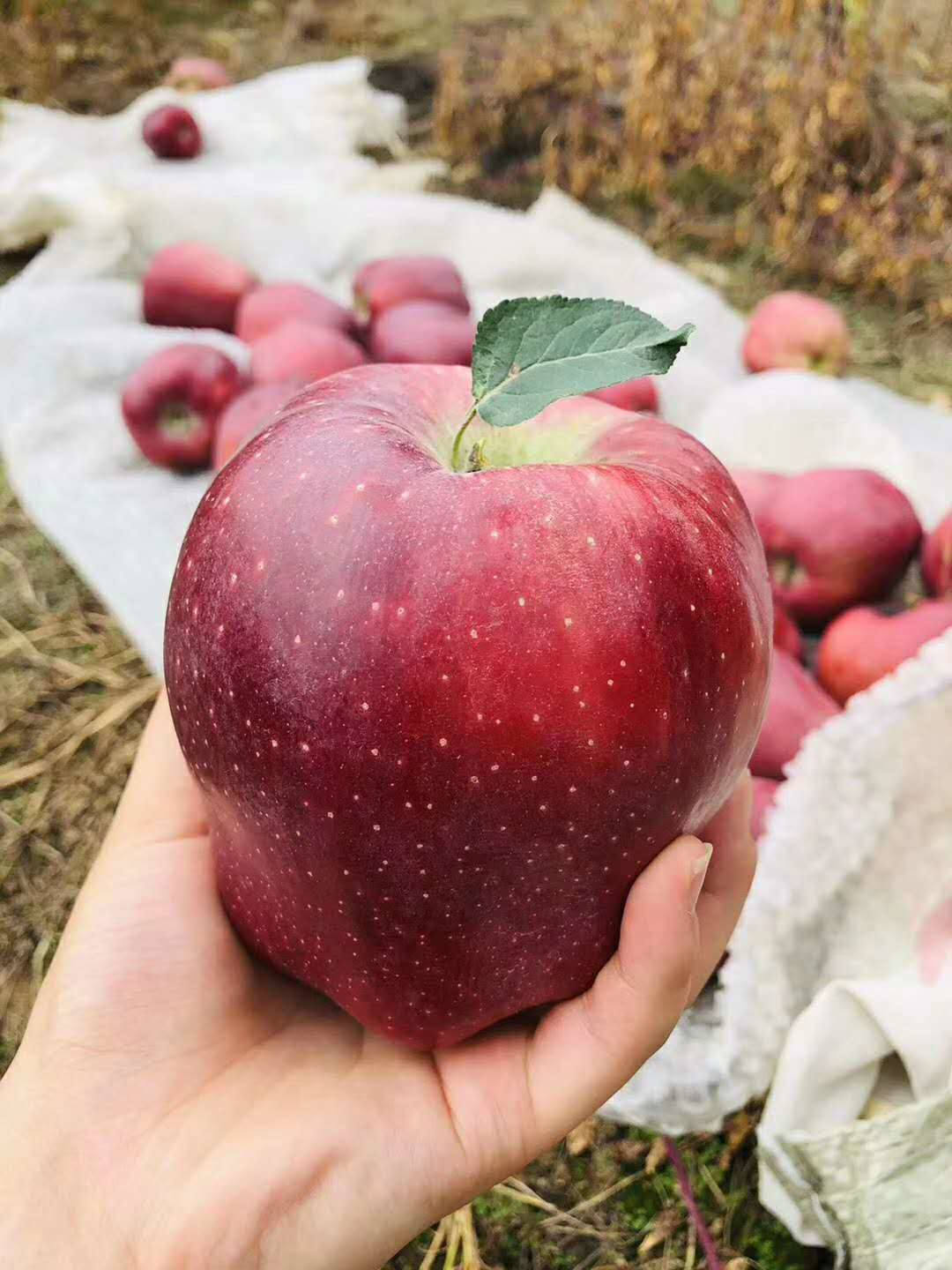 花牛苹果