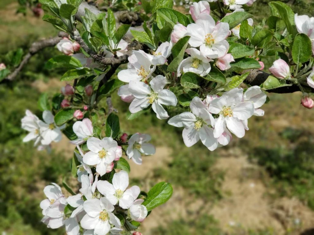 花牛苹果花