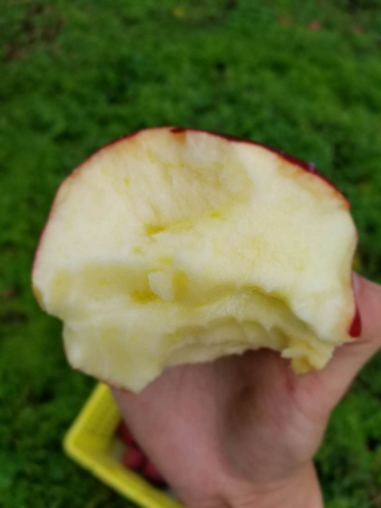 吃一半的花牛苹果
